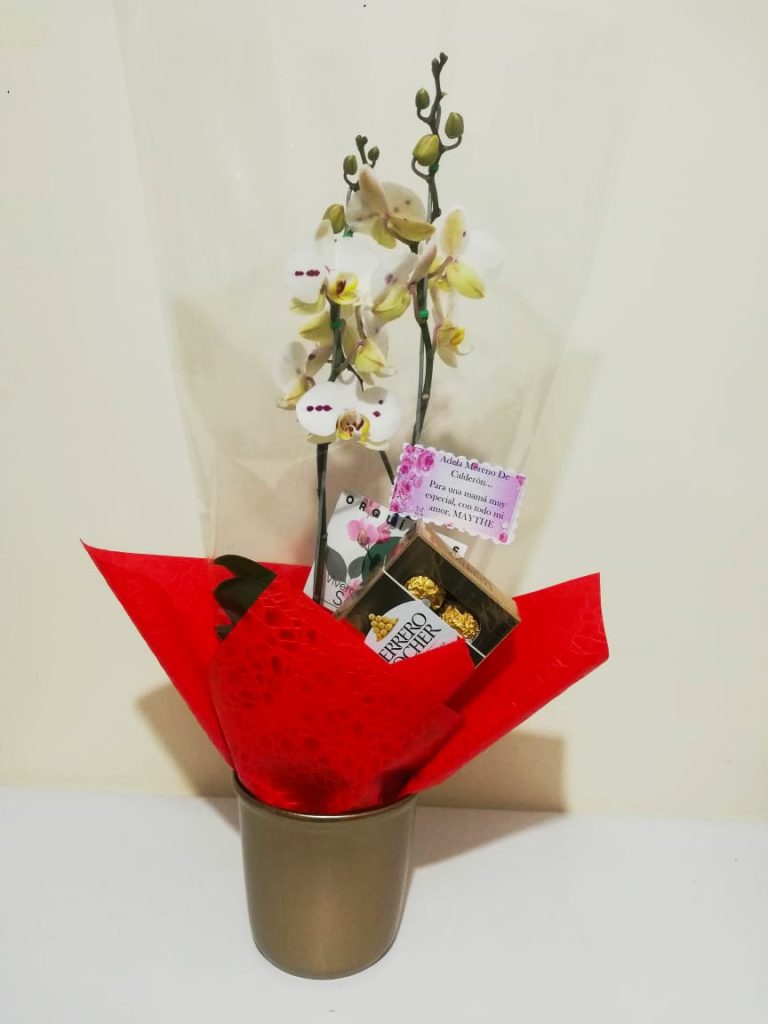 orquidea 1