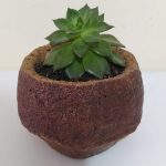 suculenta 1, suculenta en vintage, desayunossorpresas.com desayunos sorpresa a domicilio bogotá, desayunos sorpresa bogotá