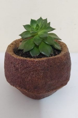 suculenta 1, suculenta en vintage, desayunossorpresas.com desayunos sorpresa a domicilio bogotá, desayunos sorpresa bogotá