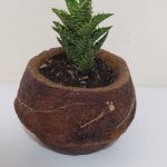 suculenta en vintage, desayunossorpresas.com desayunos sorpresa a domicilio bogotá, desayunos sorpresa bogotá