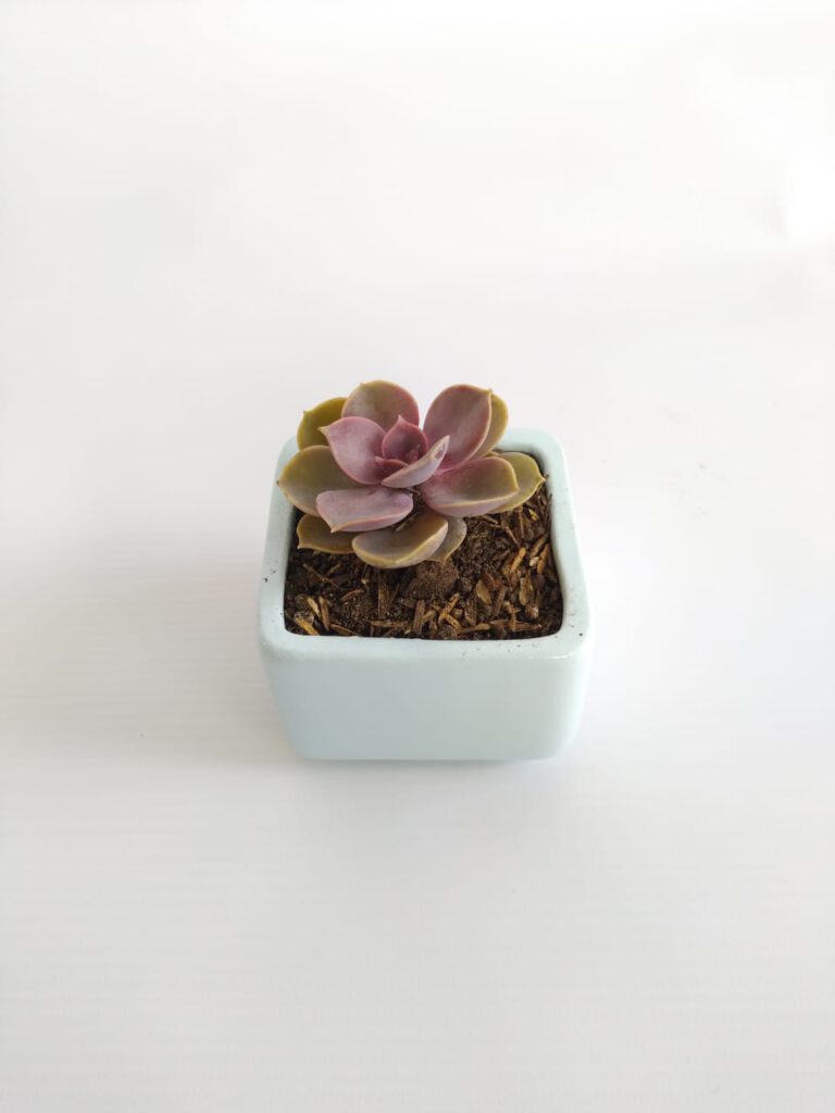 suculenta 4