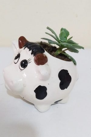 suculenta vaquita, desayunos sorpresa a domicilio bogotá, desayunos sorpresa bogotá, desayunossorpresas.com