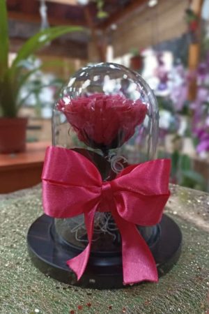 mini rosa permanente