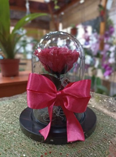 mini rosa permanente